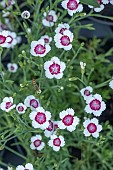 DIANTHUS ARTIC FIRE