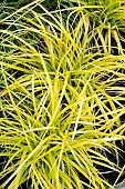CAREX EVERCOLOR (R) EVERILLO