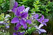 CLEMATIS HUDSON RIVER