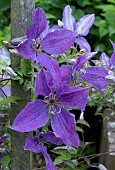 CLEMATIS HUDSON RIVER