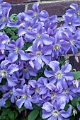 CLEMATIS PRINCE CHARLES