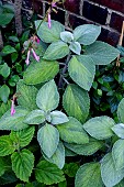 PLECTRANTHUS  FRANKLINS LIMELIGHT