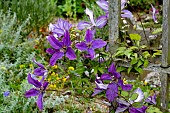 CLEMATIS HUDSON RIVER