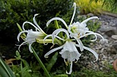 HYMENOCALLIS X FESTALIS ZWANENBURG