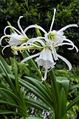 HYMENOCALLIS X FESTALIS ZWANENBURG