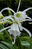 HYMENOCALLIS X FESTALIS ZWANENBURG