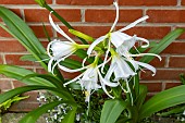 HYMENOCALLIS X FEXTALIS ZWANENBURG