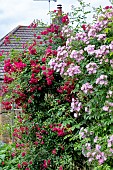 ROSA SUPER EXCELSA & BLUSH RAMBLER