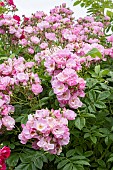 ROSA BLUSH RAMBLER