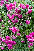 ROSA EXCELSA