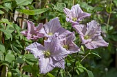 CLEMATIS ENTEL