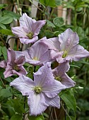 CLEMATIS ENTEL