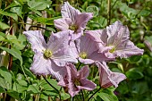 CLEMATIS ENTEL