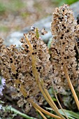 SEED HEADS ON MUSCARI