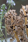 SEED HEADS ON MUSCARI