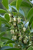 DIOSPYROS KAKI