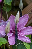 CLEMATIS WITH BLACKFLY