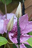 PEST BLACFLY ON CLEMATIS
