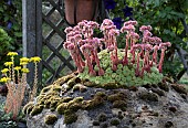 SEMPERVIVUM ON STONE STADDLE STONE