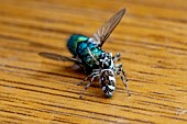 COMMON ZEBRA JUMPING SPIDER WITH BLUEBOTTLE FLY