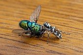 COMMON ZEBRA JUMPING SPIDER WITH BLUEBOTTLE FLY
