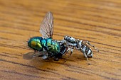 COMMON ZEBRA JUMPING SPIDER WITH BLUEBOTTLE FLY