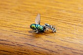 COMMON ZEBRA JUMPING SPIDER WITH BLUEBOTTLE FLY