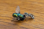 COMMON ZEBRA JUMPING SPIDER WITH BLUEBOTTLE FLY