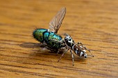 COMMON JUMPING ZEBRA SPIDER AND BLUEBOTTLE FLY