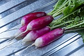 RADISH FELICIA