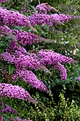 BUDDLEIJA PINK DELIGHT