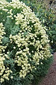 SANTOLINA  CHAMAECYPARRISUS LEMON QUEEN