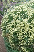 SANTOLINA CHAMAECYPARRISUS LEMON QUEEN