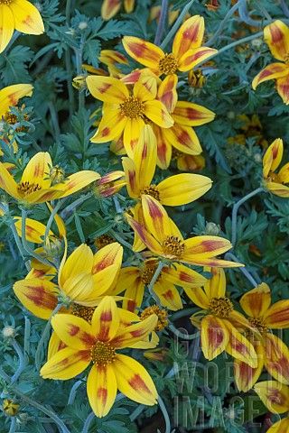 BIDENS_HAWAION_FLARE_YELLOW_RED_STAR