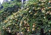 LONICERA JAPONICA HALLIANA
