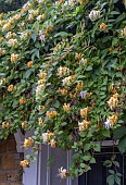LONICERA JAPONICA HALLIANA
