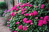 HYDRANGEA MACROPHYLLAS