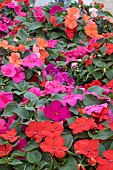 IMPATIENS BEACON MIXED