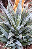 MANGAVE PINEAPPLE EXPRESS