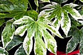 FATSIA JAPONICA SPIDERS WEB