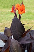 CANNA TROPICANA BLACK