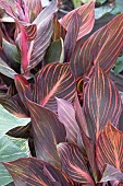 CANNA TROPICANA