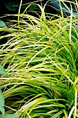 CAREX EVERCOLOR EVERILLO