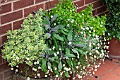 MIXED HERB TROUGH