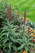 LOBELIA TUPA