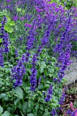 SALVIA FARINACEA BLUE VICTORIA