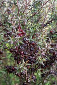 LEPTOSPERMUM SCOPARIUM SEED PODS