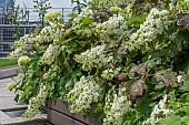 HYDRANGEA QUERCIFOLIA SNOW QUEEN