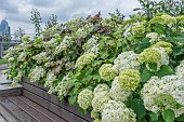 HYDRANGEAS ON LONDON ROOF GARDEN