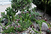 CACTI GARDEN OUTSIDE